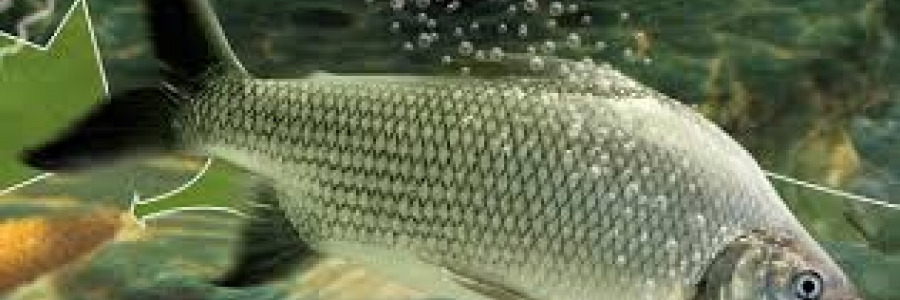 Peixe